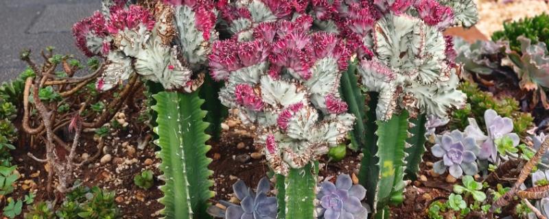 龙骨花能在家养吗,可以在家养