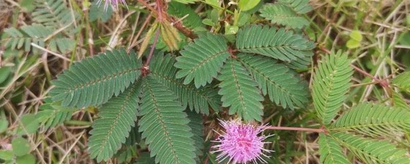 含羞草的存活时间,能活一年的时间