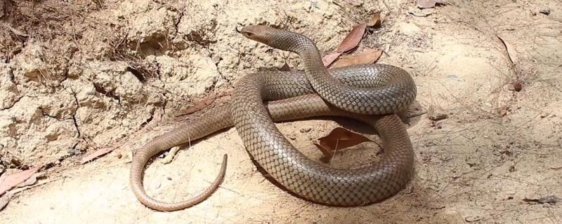 眼镜蛇的种类，有喙眼镜蛇、森林眼镜蛇等