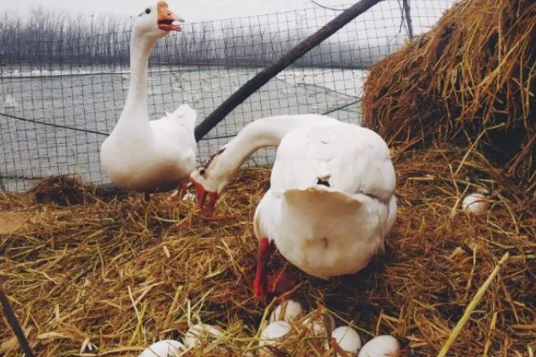 三花鹅什么时候才能下蛋，饲养1年左右才具备产蛋能力