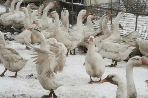 三花鹅什么时候才能下蛋，饲养1年左右才具备产蛋能力