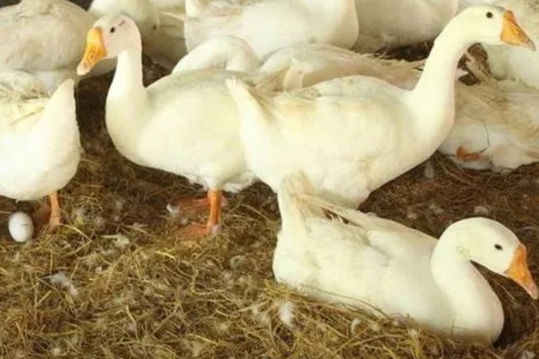 三花鹅什么时候才能下蛋，饲养1年左右才具备产蛋能力