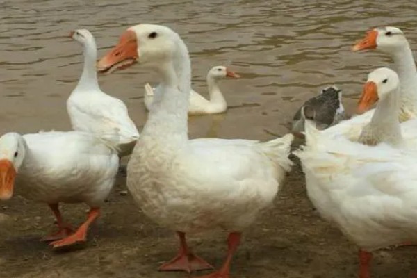 三花鹅什么时候才能下蛋，饲养1年左右才具备产蛋能力