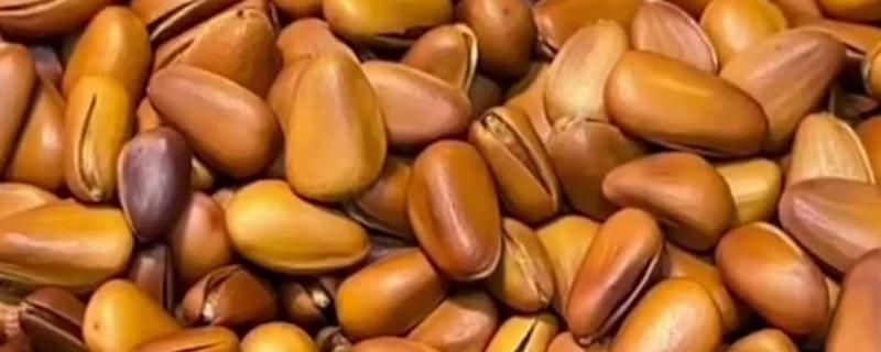 松子的种类,有东北松子和巴西松子