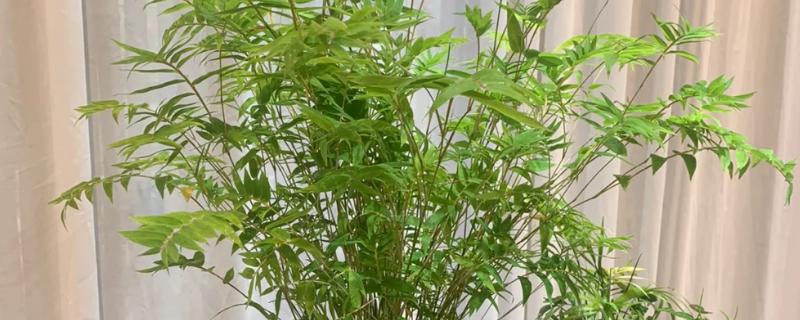 米竹的养殖方法，春秋季节每隔3-5天浇一次水