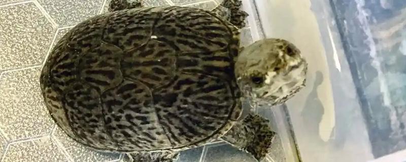 麝香龟的饲养方法，把水温保持在25-30℃左右