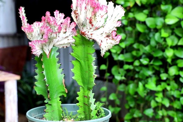 龙骨花能在家养吗,可以在家养