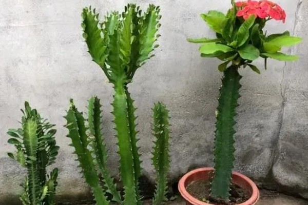 龙骨花能在家养吗,可以在家养