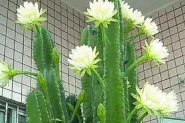 龙骨花能在家养吗,可以在家养