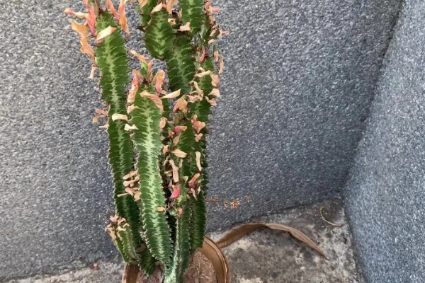 龙骨花能在家养吗,可以在家养