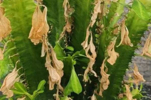 龙骨花能在家养吗,可以在家养