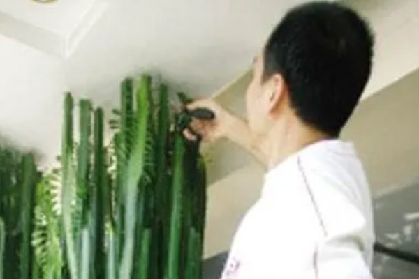 龙骨花能在家养吗,可以在家养