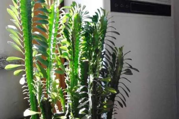 龙骨花能在家养吗,可以在家养