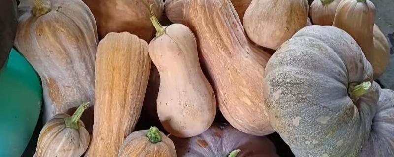 存储南瓜的技巧，有以下3种方法