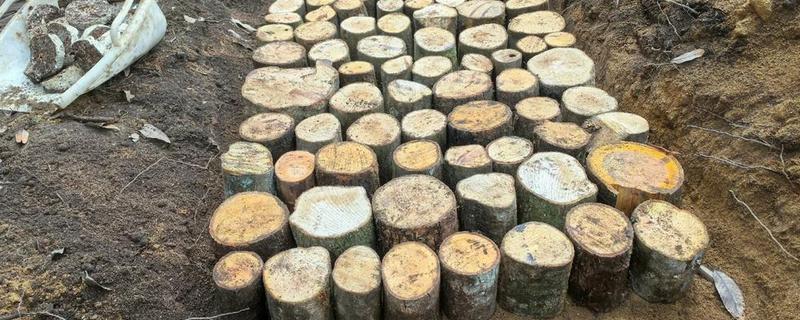 天麻怎么种植,将木材埋入土中再播种