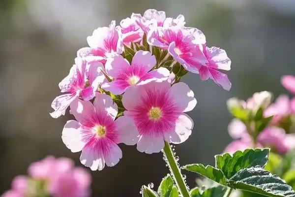 美女樱冬天会开花吗,冬天不可开花