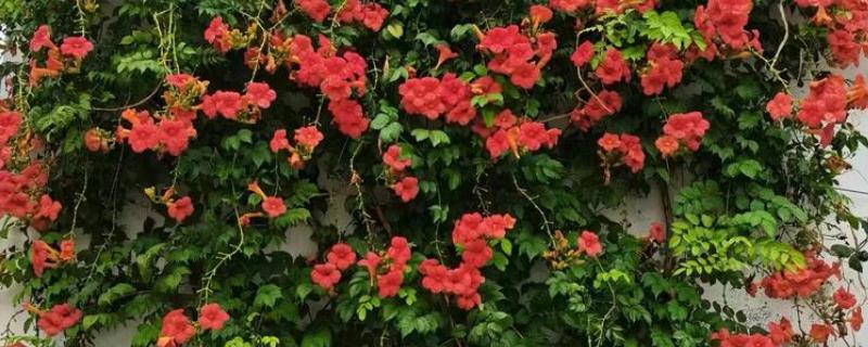 哪些爬藤植物不招虫，常见木香花、炮仗藤等品种