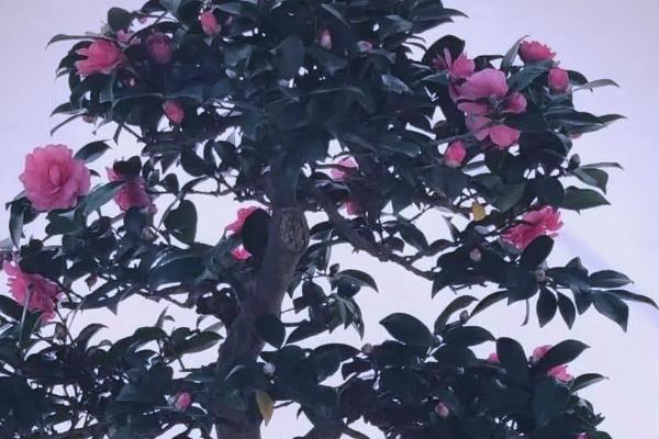 茶花冬天放在哪里，建议放在室内养护