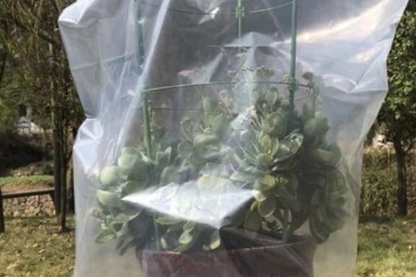 茶花冬天放在哪里，建议放在室内养护