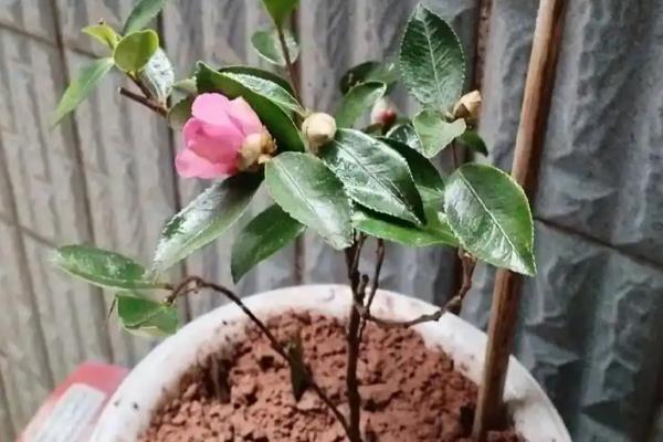 茶花冬天放在哪里，建议放在室内养护