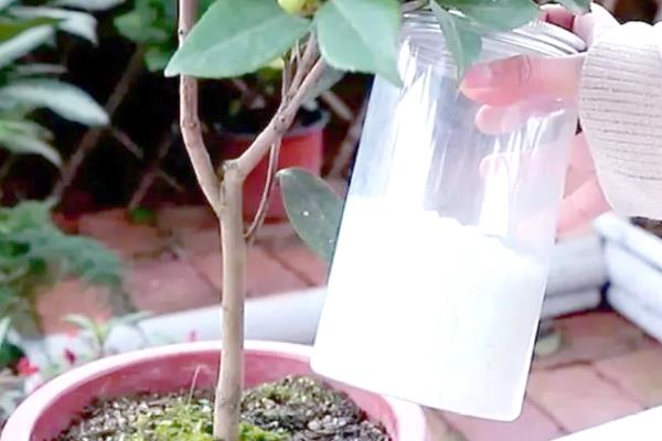 茶花冬天放在哪里，建议放在室内养护