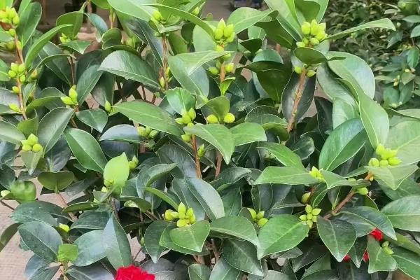 茶花冬天放在哪里，建议放在室内养护