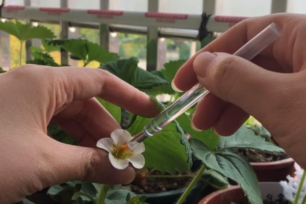 草莓如何授粉,可以人工授粉、蜜蜂授粉等