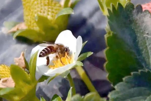 草莓如何授粉,可以人工授粉、蜜蜂授粉等