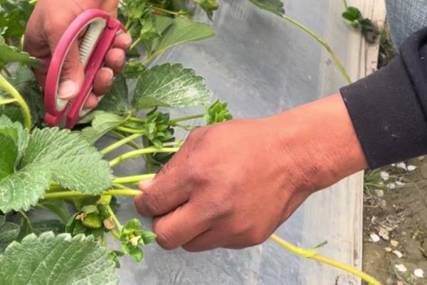 草莓如何授粉,可以人工授粉、蜜蜂授粉等