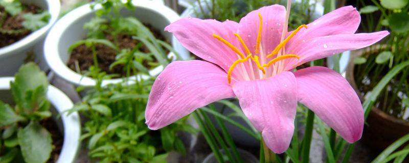 怎么养韭莲，每隔2-3个月追施一次有机肥