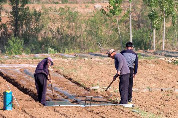 黄精的种植方法与收益,将根茎切成几段再栽种