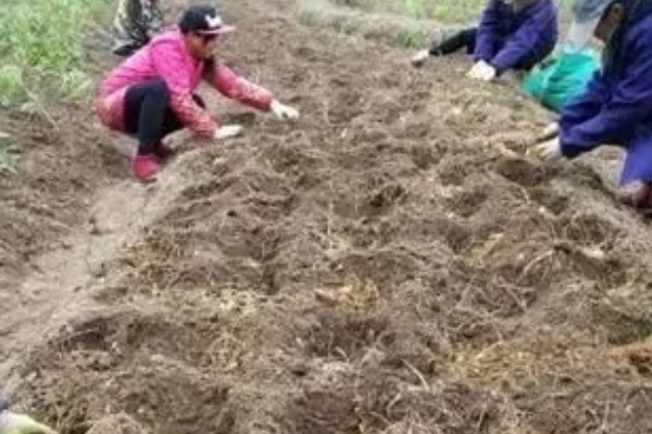 黄精的种植方法与收益,将根茎切成几段再栽种