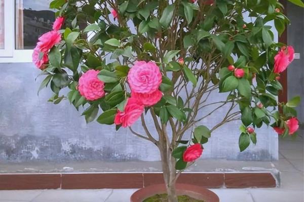 冬天买回来的茶花要洗根吗，洗根后更难缓苗