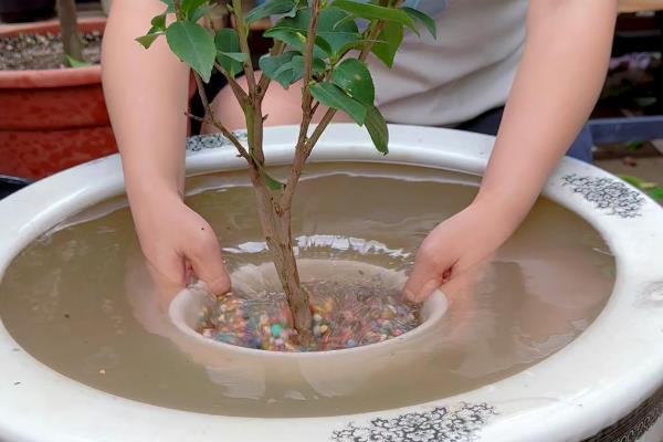 冬天买回来的茶花要洗根吗，洗根后更难缓苗