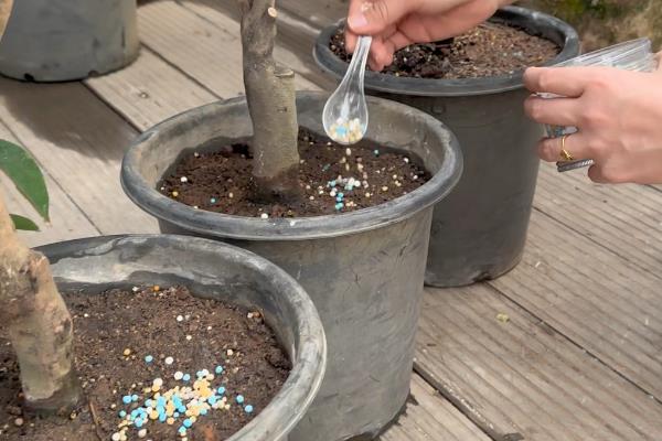 冬天买回来的茶花要洗根吗，洗根后更难缓苗