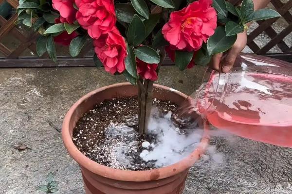 冬天买回来的茶花要洗根吗，洗根后更难缓苗