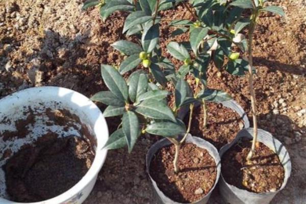 冬天买回来的茶花要洗根吗，洗根后更难缓苗