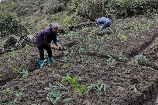 黄精的种植方法与收益,将根茎切成几段再栽种