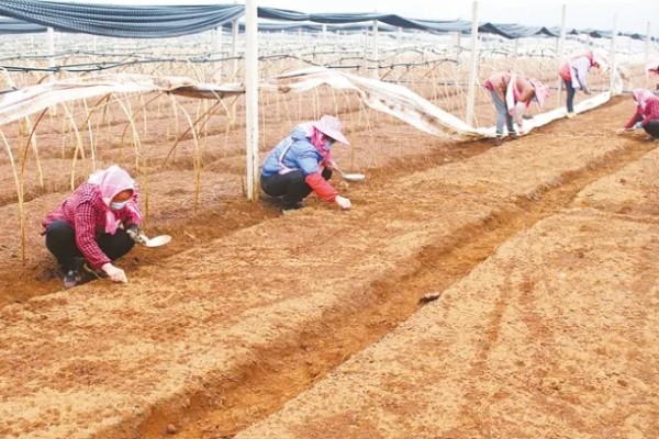 黄精的种植方法与收益,将根茎切成几段再栽种