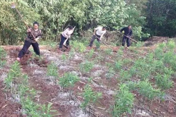 黄精的种植方法与收益,将根茎切成几段再栽种