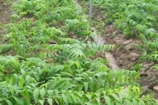 黄精的种植方法与收益,将根茎切成几段再栽种