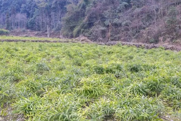 黄精的种植方法与收益,将根茎切成几段再栽种