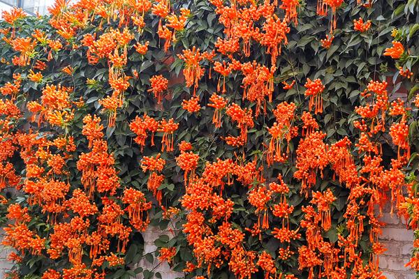 哪些爬藤植物不招虫，常见木香花、炮仗藤等品种