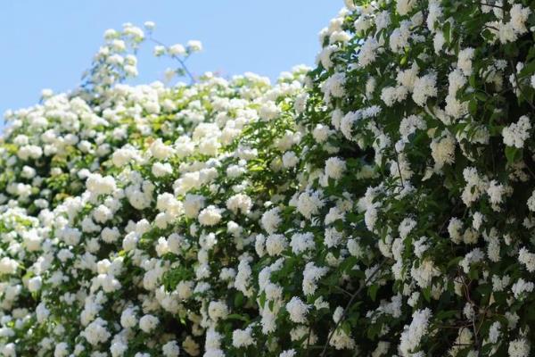 哪些爬藤植物不招虫，常见木香花、炮仗藤等品种