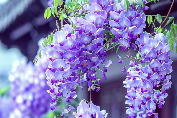 哪些爬藤植物不招虫，常见木香花、炮仗藤等品种