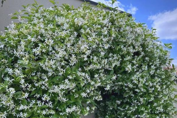 哪些爬藤植物不招虫，常见木香花、炮仗藤等品种