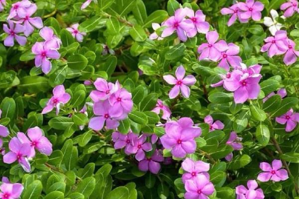 哪些爬藤植物不招虫，常见木香花、炮仗藤等品种