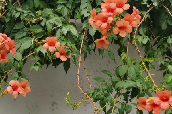 哪些爬藤植物不招虫，常见木香花、炮仗藤等品种