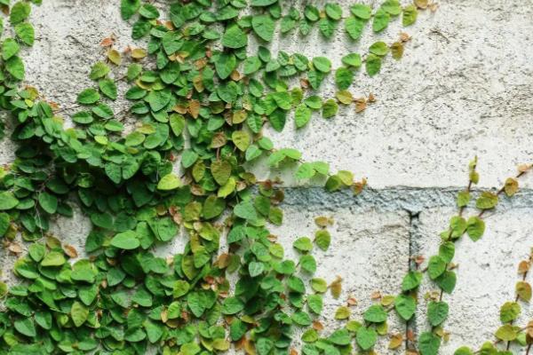 哪些爬藤植物不招虫，常见木香花、炮仗藤等品种