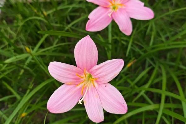 怎么养韭莲，每隔2-3个月追施一次有机肥